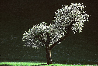 Blhender Baum